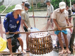 Xây dựng tiêu chuẩn chung để phát triển bền vững