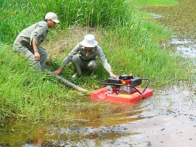 Giữ màu xanh U Minh hạ