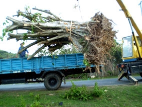 Đưa cây rừng về phố