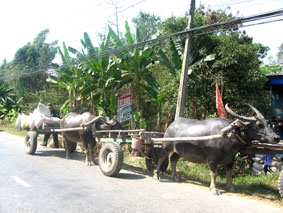 Xe trâu xuất hiện trên nhiều tuyến đường