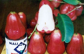 Mận An Phước: hấp dẫn nhưng cần thận trọng