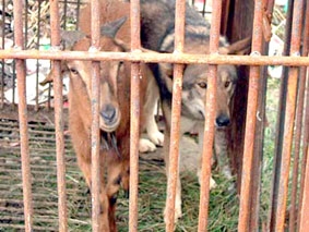 Sói, dê “như hình với bóng”