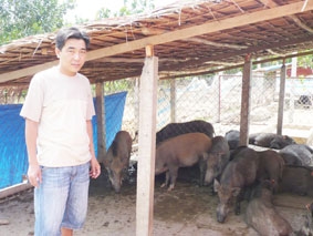 Trang trại heo rừng giữa đồng bằng