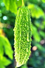 Khổ qua có thể chống tiểu đường