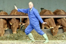 Thái cực quyền giúp bò cho nhiều sữa (?!)