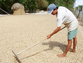 Đậu phộng trúng mùa, trúng giá