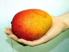 Xoài 1.000 USD/trái