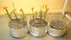 Trồng cây trên cung trăng?