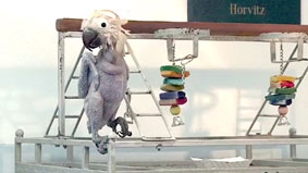 Có tật, có tài!