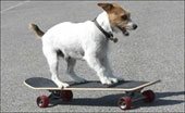 Chó biết lướt ván