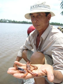 Tôm chết hàng loạt - thực trạng và giải pháp