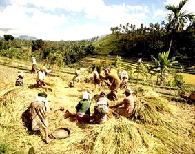 Khởi động thành lập liên minh xuất khẩu gạo
