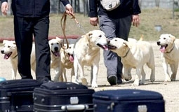 Huấn luyện chó nhân bản thành cảnh khuyển