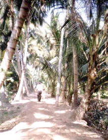 Chuyện về cây dừa Bến Tre