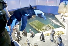 Đồ lặn cho... chim cánh cụt