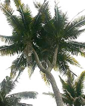 Cây dừa triệu đô