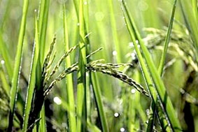 Siêu gien trong cây lúa