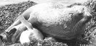Hải cẩu “quấy rối tình dục”... chim cánh cụt