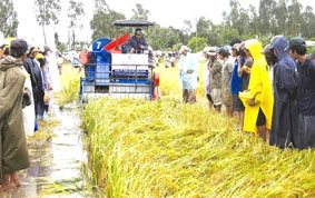 Chuyện "nóng" ở vựa lúa ĐBSCL