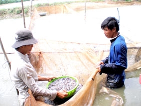 Khi chất lượng cá tra giống bị thả nổi...