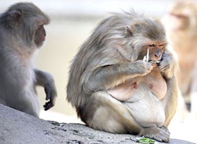 Vì sao khỉ phải ăn kiêng?