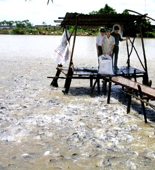 Bảo vệ môi trường ĐBSCL - Vấn đề cấp thiết !