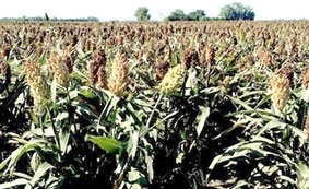 Tuyệt vời cây lúa miến ngọt!