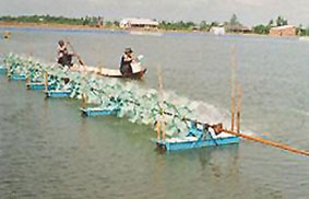 Quản lý không xuể, người nuôi bị thiệt