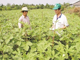 GAP - Giấy thông hành cho hàng hóa nông sản vào thị trường khó tính