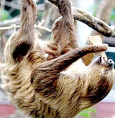 Giải mã bí ẩn trong thế giới động vật