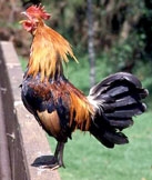 Cấm gà trống ở thủ đô