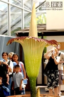 9 loài thực vật kỳ lạ và quý hiếm nhất thế giới