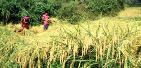 Vạch ra lộ trình an ninh lương thực trong tương lai