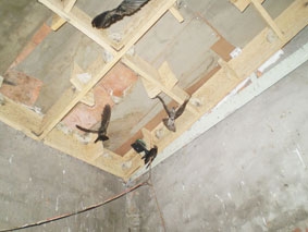 Nghề nuôi yến ở Gò Công