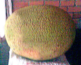 Trái mít khổng lồ