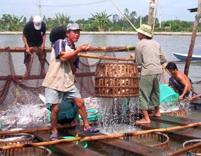 Tháo gỡ khó khăn cho nghề nuôi, chế biến, xuất khẩu cá tra ở ĐBSCL
