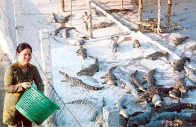 Nuôi cá sấu - mô hình cần được quy hoạch quản lý chặt chẽ