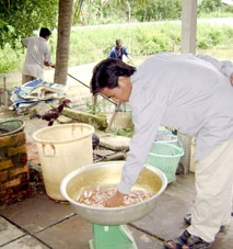 Lúa hè thu sớm trên 5.000 đồng/kg nông dân vẫn không lời