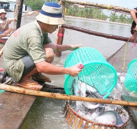 "Bệnh" một đường, "trị" một nẻo