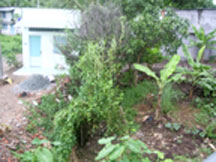 Quản lý lỏng lẻo: <br>Rạch Mương Củi bị “bức tử”?