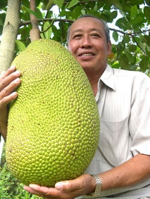 Mít "tứ quý da xanh"