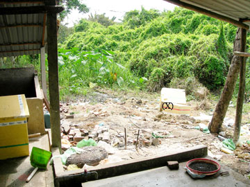 Khổ vì lò giết mổ!