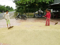 Xung quanh việc sản xuất mỗi năm 3 vụ lúa cao sản ngắn ngày ở ĐBSCL