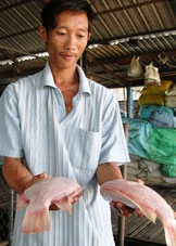 Chung quanh vụ cá chết hàng loạt ở huyện Thốt Nốt