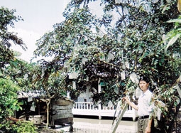 Vú sữa Lò Rèn rộng đường xuất khẩu