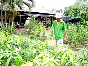 Nhiều giống cây mới được tiêu thụ mạnh