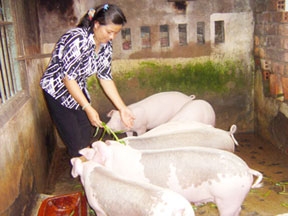 Khi “nội tướng” làm kinh tế gia đình