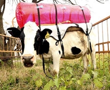 Bò vác thùng phuy