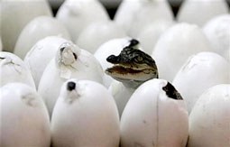 Chuyện trò từ trong trứng