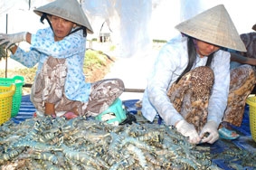 Con tôm sú đang thất thế !